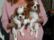 King Charles puppies for adoption